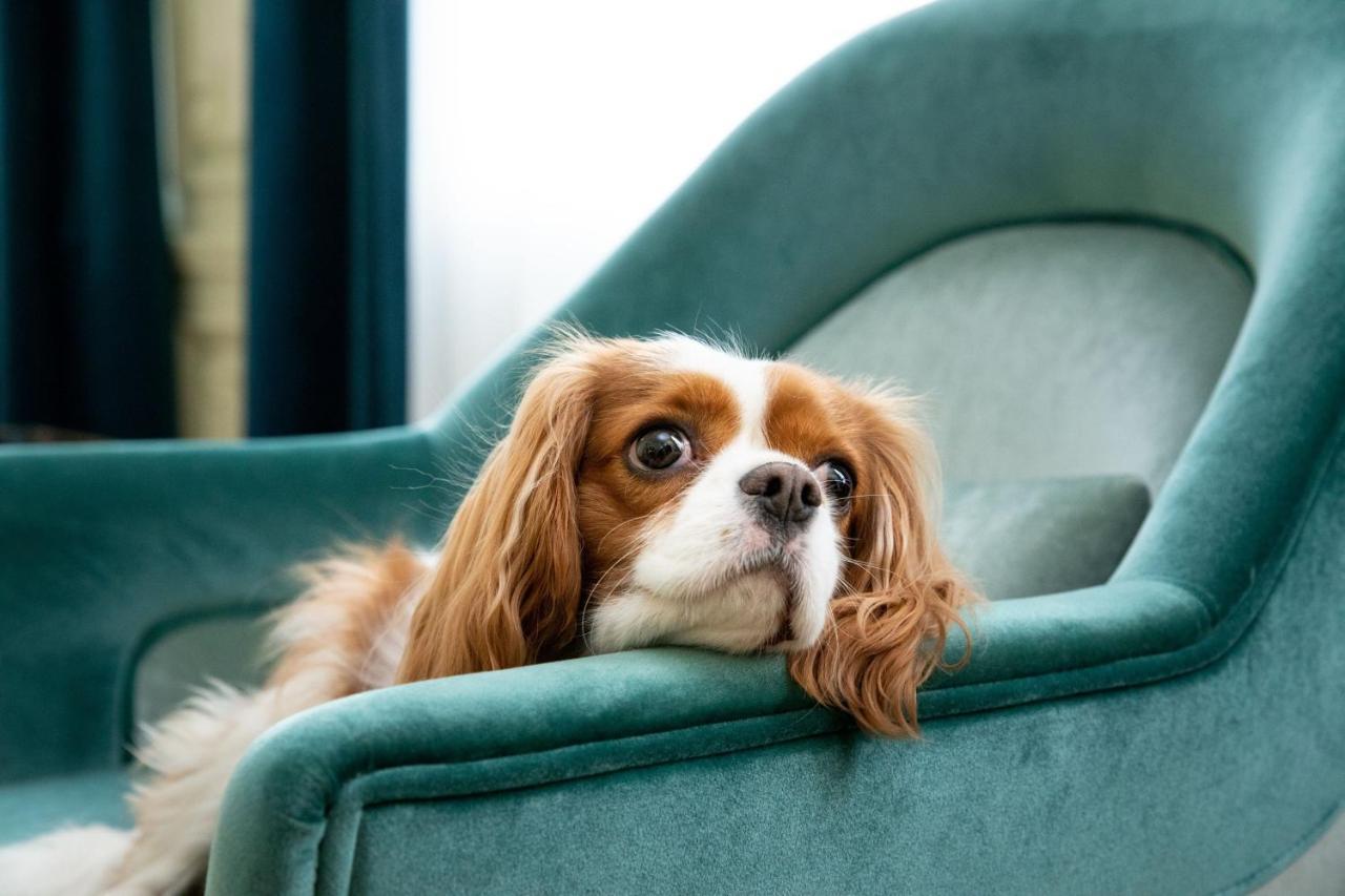 Sapphire House Antwerp, Autograph Collection Hotel Eksteriør billede Cavalier King Charles Spaniel